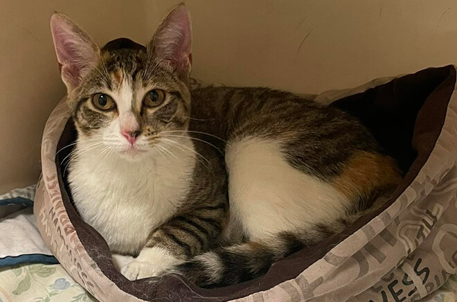 Hospitalisation vétérinaire