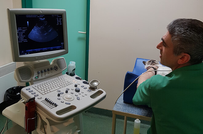 Imagerie vétérinaire, échographie vétérinaire