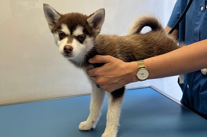 Médecine vétérinaire