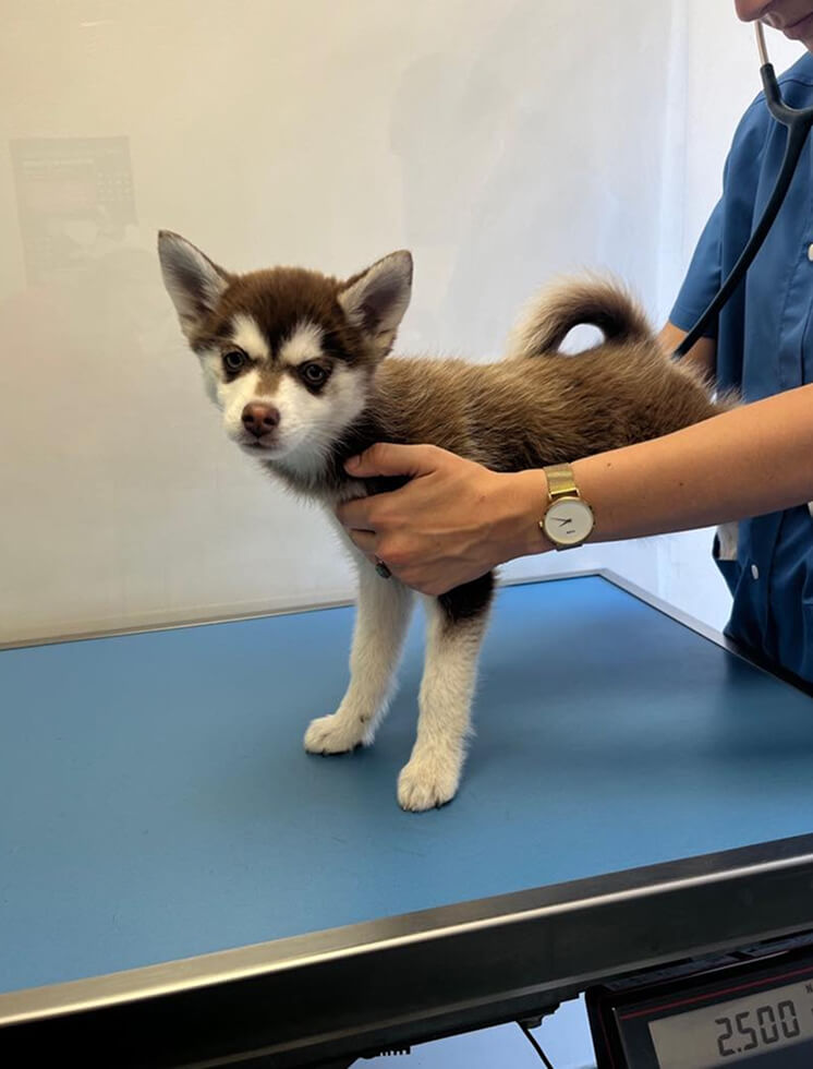 Petit chien en consultation vétérinaire