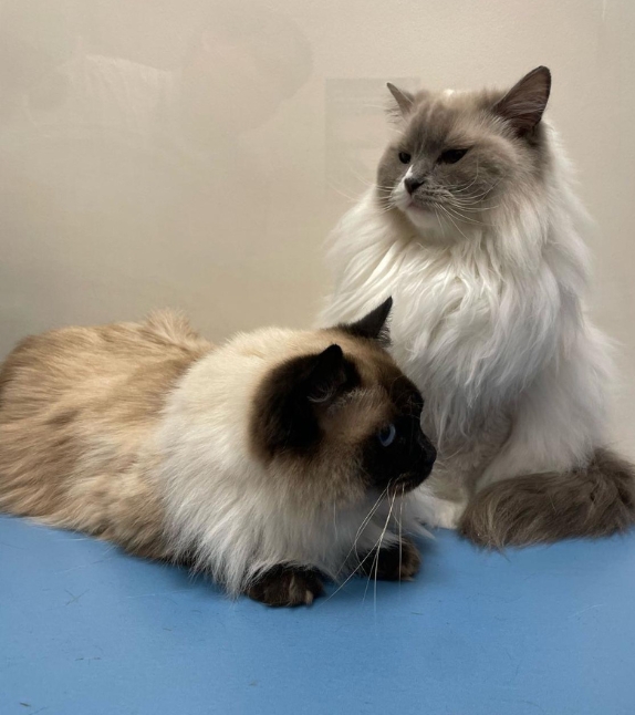 vétérinaire chats mesnil le roi