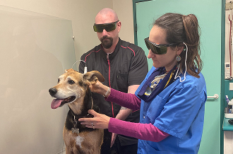 Thérapie laser vétérinaire